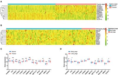 Effect of N6-Methyladenosine Regulators on Progression and Prognosis of Triple-Negative Breast Cancer